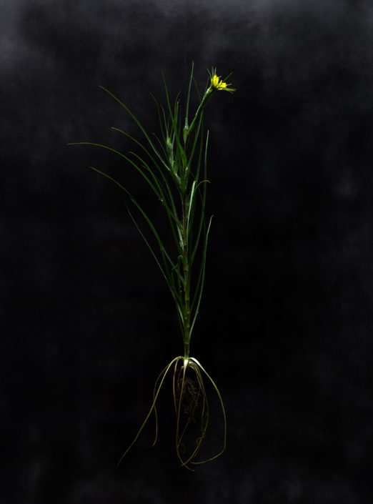 Nghia Nuyen, "THE ROOTS"